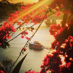 Plants in a river