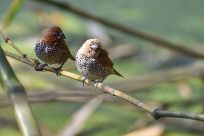 Close-up of birds perching on branch