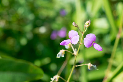 Close-up of flowers blooming outdoors