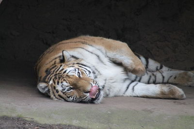 Cat lying in a zoo