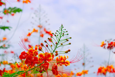 Close-up of orange flowering plant against sky