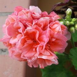 Close-up of flowers blooming outdoors