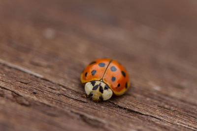 High angle view of ladybug on wood