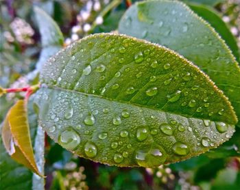 Close-up of water drops on leaf