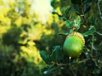 Close-up of fruit growing on tree