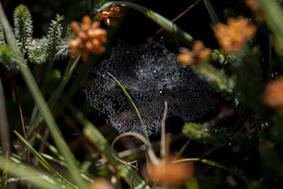 Close-up of wet plant