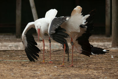 Love dancing white stork
