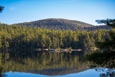 Scenic view of lake by trees in forest against sky