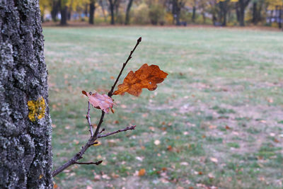 Close-up of dry leaves on tree trunk