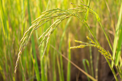 Close-up of crops growing on field