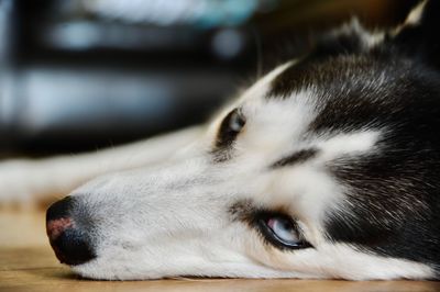 Close-up of a dog