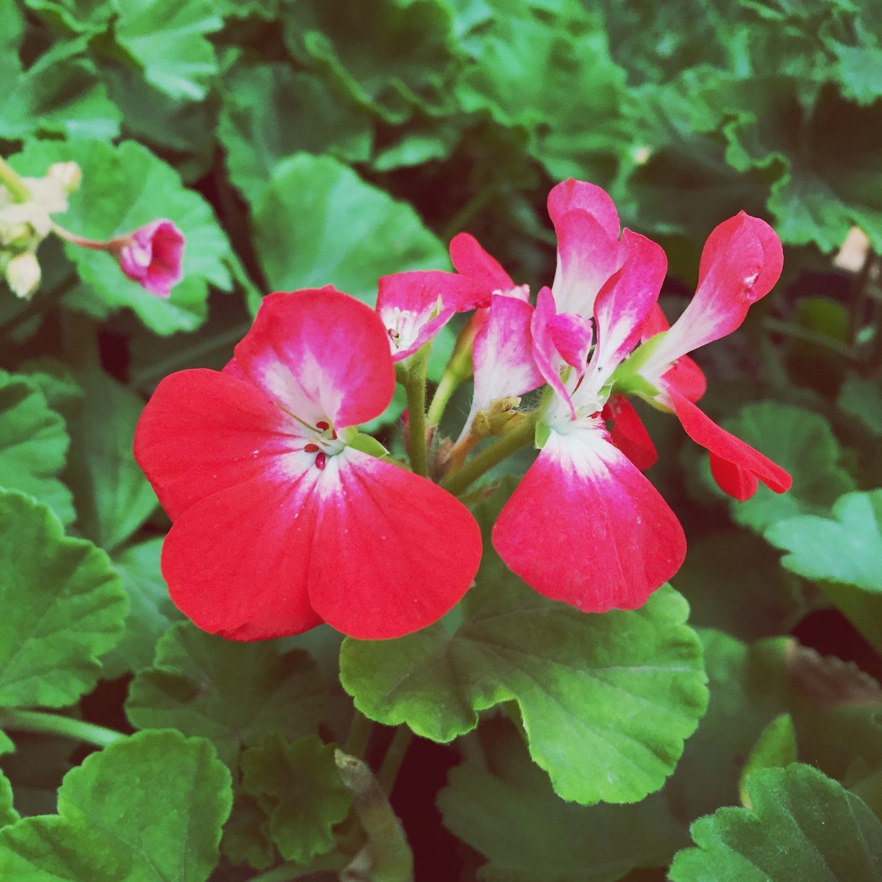 flower, freshness, growth, petal, fragility, beauty in nature, flower head, plant, leaf, close-up, focus on foreground, nature, blooming, red, pink color, high angle view, day, in bloom, outdoors, park - man made space