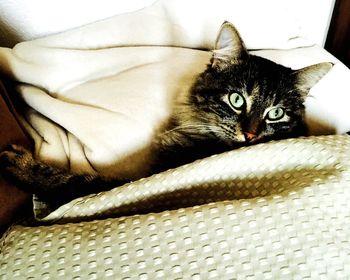 Close-up of cat resting on bed