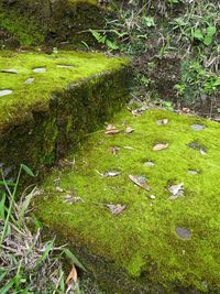 Plants growing on grassy field