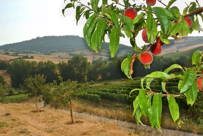 Trees growing in a row