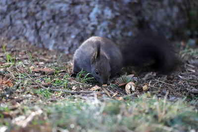 Close-up of a rabbit on field