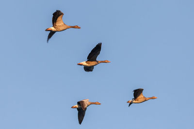 Birds flying against clear blue sky