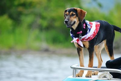 Dog standing on deck of boat