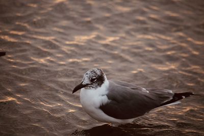 Close-up of seagull flying over sea