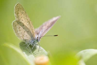 Close-up of butterfly on leaf