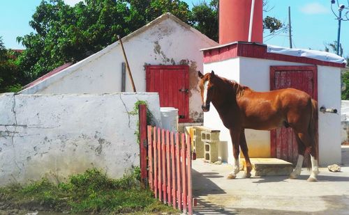 Horse standing in a building