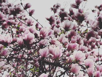 Low angle view of pink flowers blooming on tree