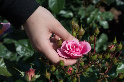 Close-up of woman hand holding pink rose