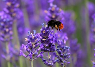 Close-up of bee pollinating on lavender