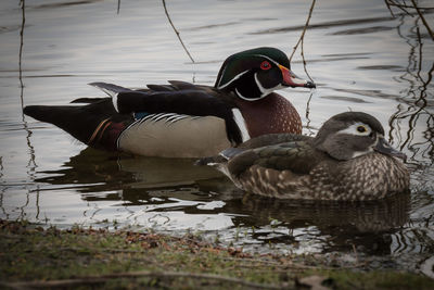 Mandarin ducks swimming in pond