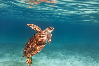 Close-up of duck swimming in sea