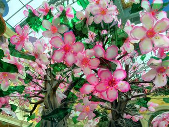 Close-up of pink flowers