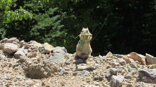 Close-up of lizard on tree