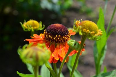 Close-up of red flowers