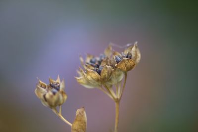 Close-up of insect on flower