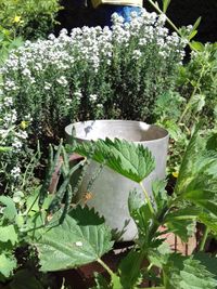 Close-up of potted plant in garden