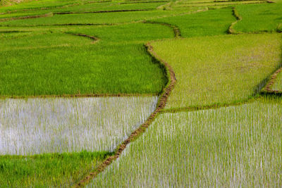 Rice field near andringitra national park, madagascar