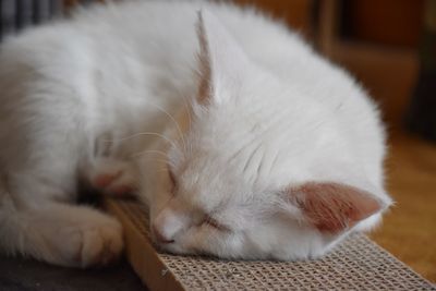 Close-up of cat sleeping