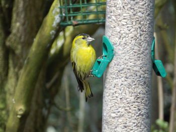 Close-up of european greenfinch on bird feeder