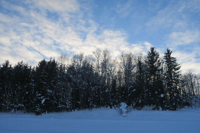 Trees on snow covered field against sky