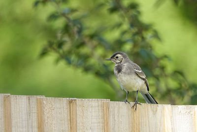 Close-up of bird perching on wooden post