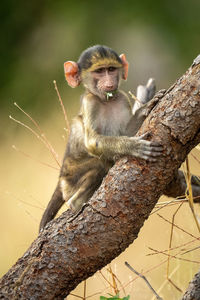 Baby chacma baboon hugs branch eating leaf