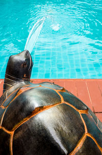 High angle view of turtle swimming in pool