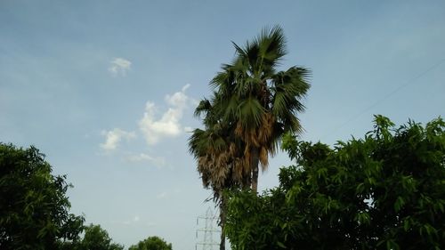 Low angle view of palm trees against blue sky