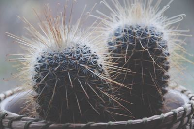 Close-up of cactus
