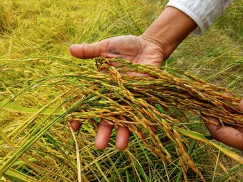 Cropped image of man standing on rice fields