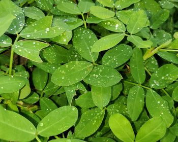 Full frame shot of wet leaves