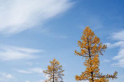 Low angle view of tree against sky during autumn