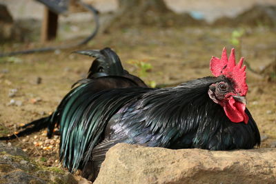 Rare view of a sitting rooster