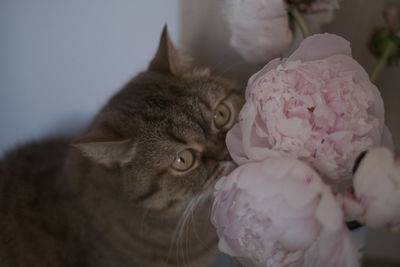 Close-up of cat looking away at home