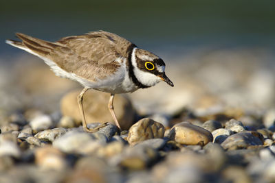 The little ringed plover on gravel bar from the drava river